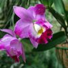 Orchideje v botanické zahradě