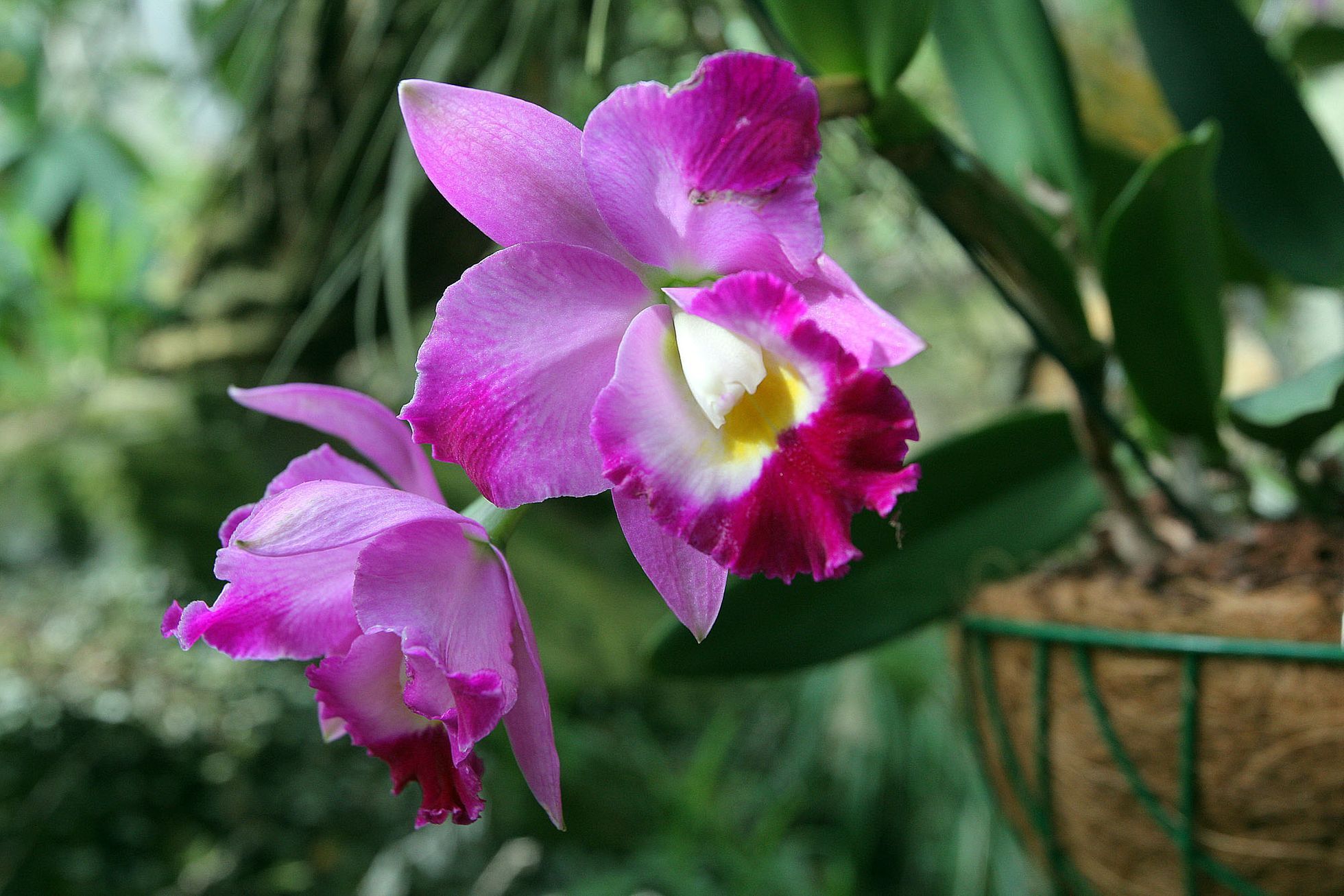 Orchideje v botanické zahradě