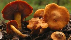 Pavučinec plyšový (Cortinarius orellanus)