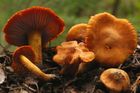 Odborníci objevili u Želivky přes dvacet velmi vzácných hub