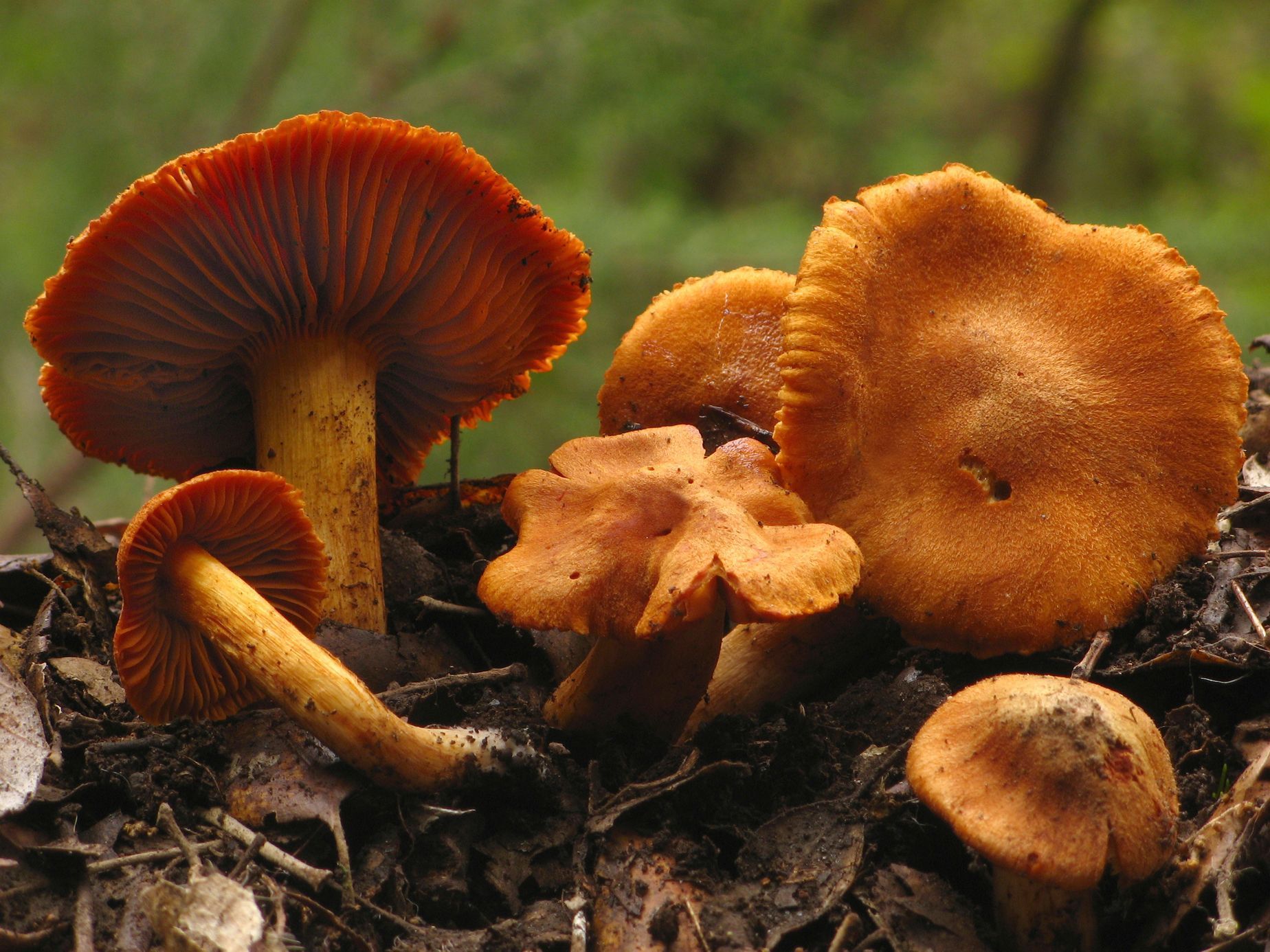 Pavučinec plyšový (Cortinarius orellanus)