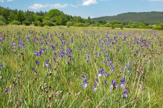 Kosatec sibiřský (Iris sibirica) - klenot brdské přírody