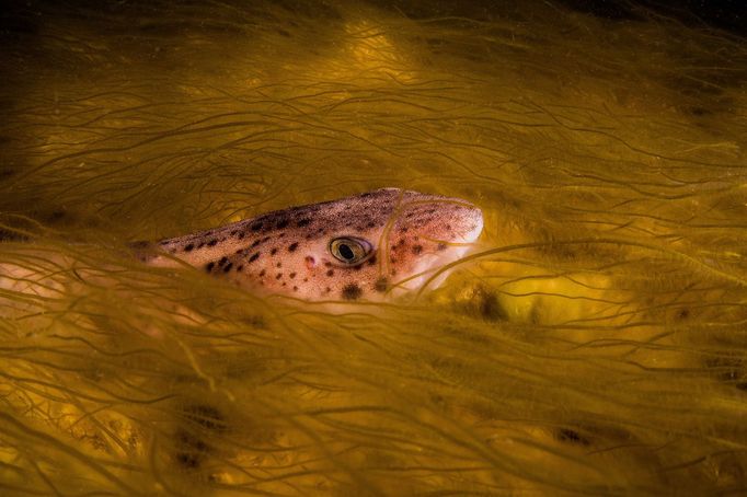 Vítězové soutěže Underwater Photographer of the Year 2024