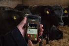 Farmáři vymysleli Tinder pro krávy. Hledají přes něj partnery pro dobytek