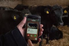 Farmáři vymysleli Tinder pro krávy. Hledají přes něj partnery pro dobytek