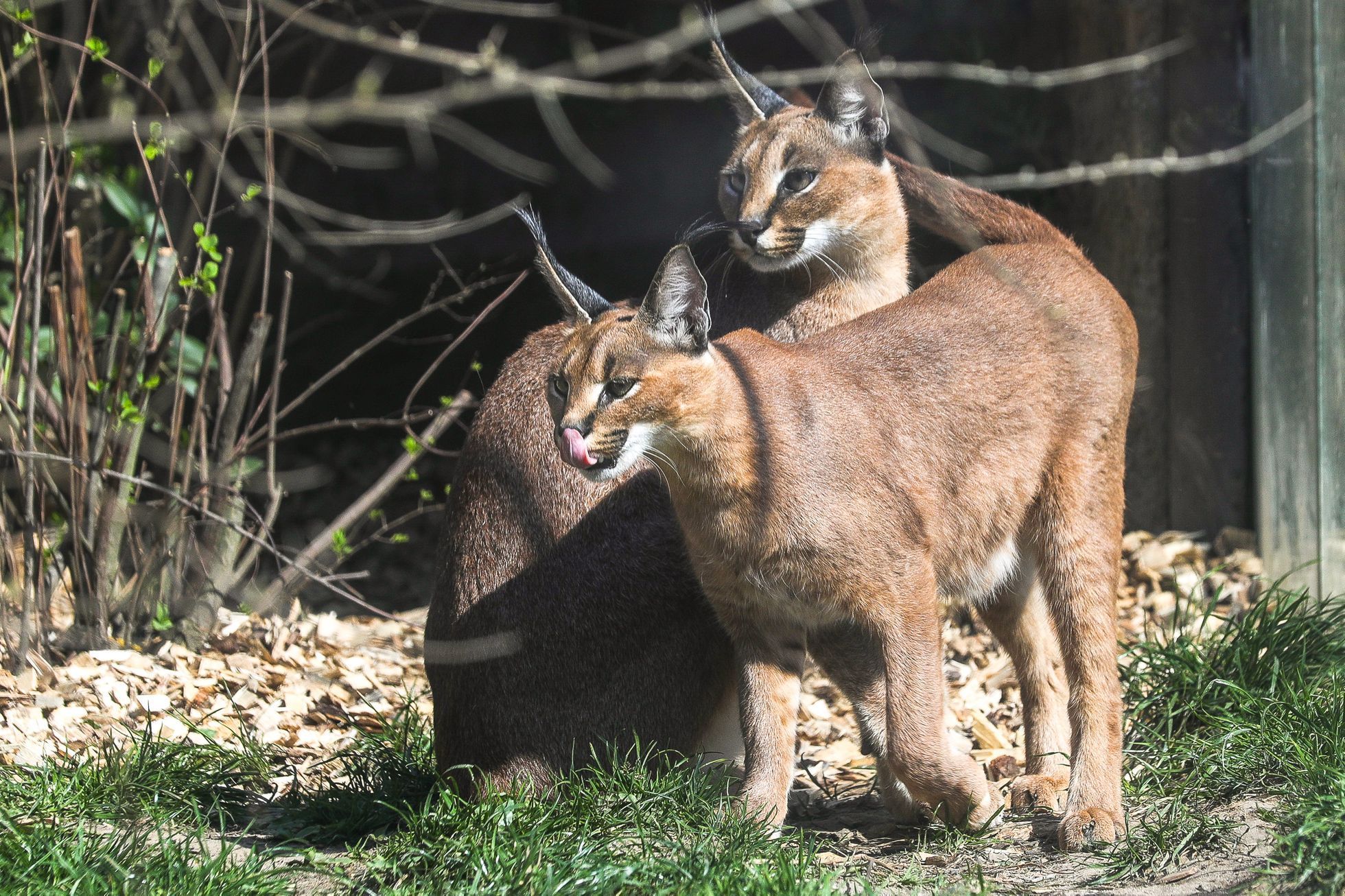 Uzavřená Zoo Dvůr Králové kvůli nouzovému stavu