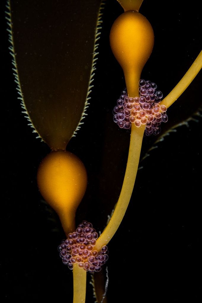 Vítězné fotografie ze soutěže Underwater Photographer of the Year 2023