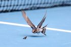 Pták a hmyz. Momentka z prvního dne. Fanoušci tenisu se konečně dočkali. V Melbourne po dlouhých přípravách a povinné dvoutýdenní karanténě hráčů začalo Australian Open.