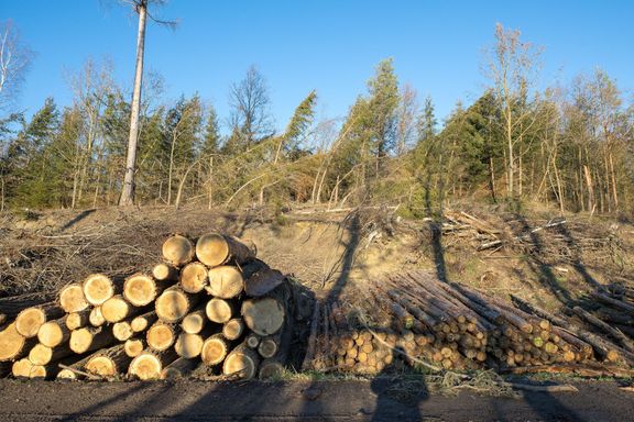 Ve Stebně bouře zničila šest hektarů lesa.
