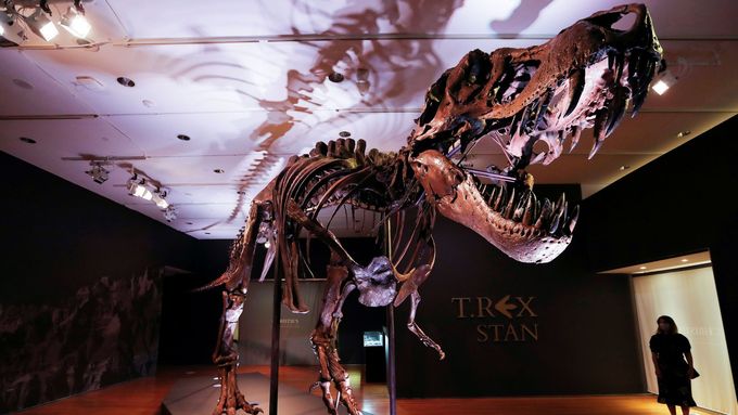 Tyrannosaurus Rex zvaný po svém nálezci Stan byl v newyorské aukční síni vydražen za téměř tři čtvrtě miliardy korun.
