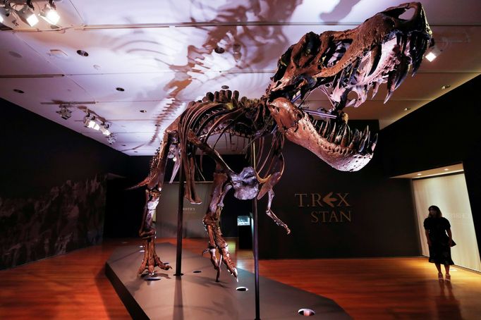 Tyrannosaurus Rex zvaný po svém nálezci Stan byl v newyorské aukční síni vydražen za téměř tři čtvrtě miliardy korun.