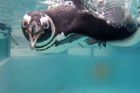 Zvědaví tučňáci řádí v nové expozici. Ústecká zoo je chová jako jediná v Česku