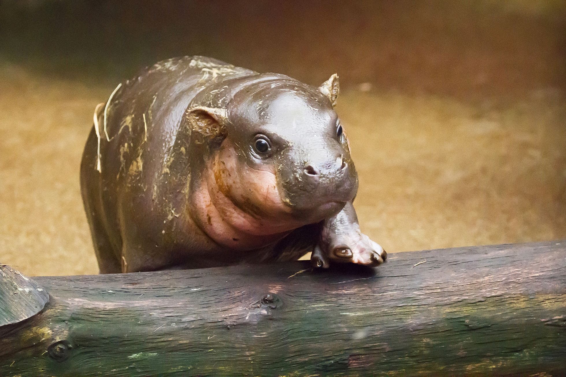 Jednorázové užití / Fotogalerie / ZOO Dvůr Králové je tu už 75 let. Podívejte se na snímky z její historie