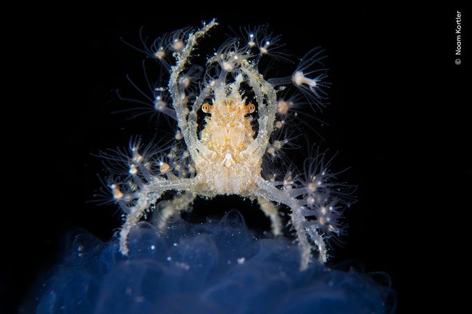 Fotografie ze soutěže Wildlife Photographer of the Year, které se utkají o cenu veřejnosti.