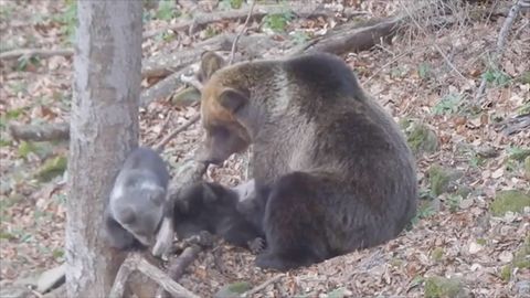 Video s hrátkami medvědí rodinky rozněžnilo polský internet