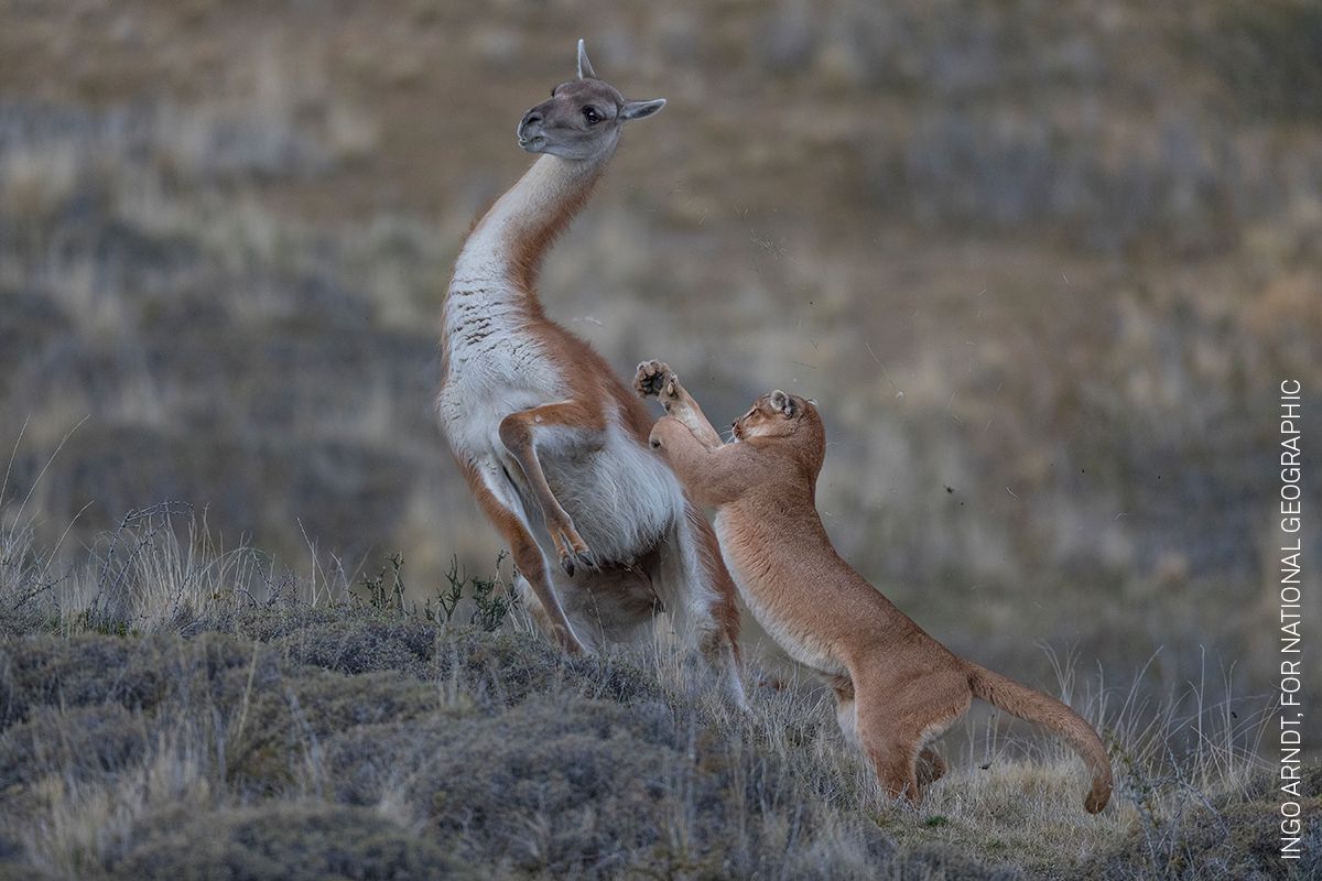 Nominace na World Press Photo - kategorie Příroda