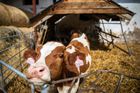 Na farmě najdete hlavně krávy, díky kterým rodina může vytvářet lahodné produkty.