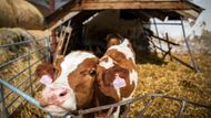 Na farmě najdete hlavně krávy, díky kterým rodina může vytvářet lahodné produkty.