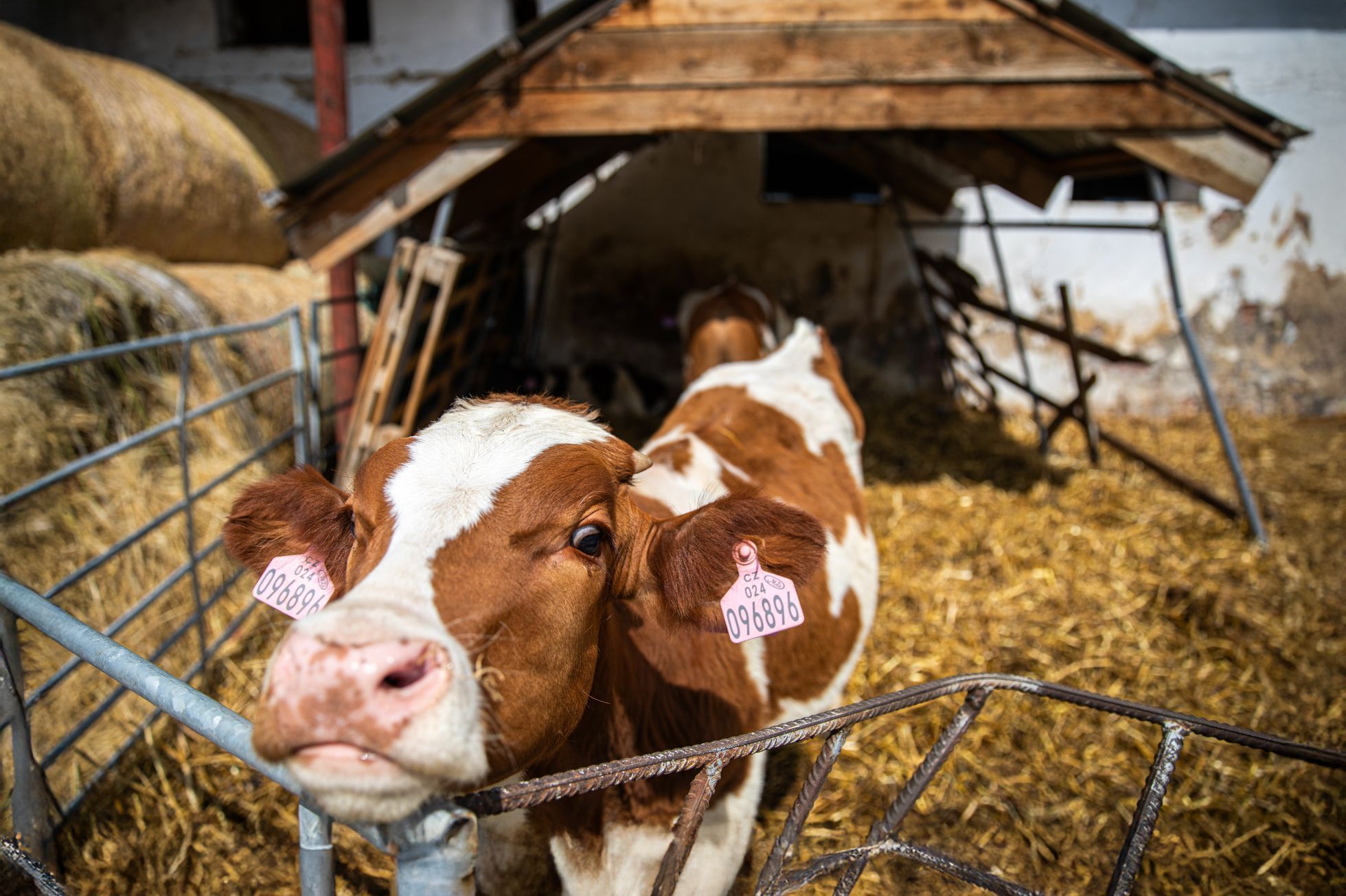 farma, farma Stehlík, krávy, příroda, byznys, statek, vesnice