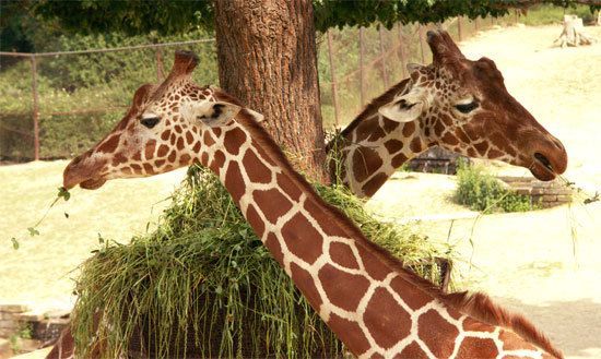 zoo žirafy zážitek