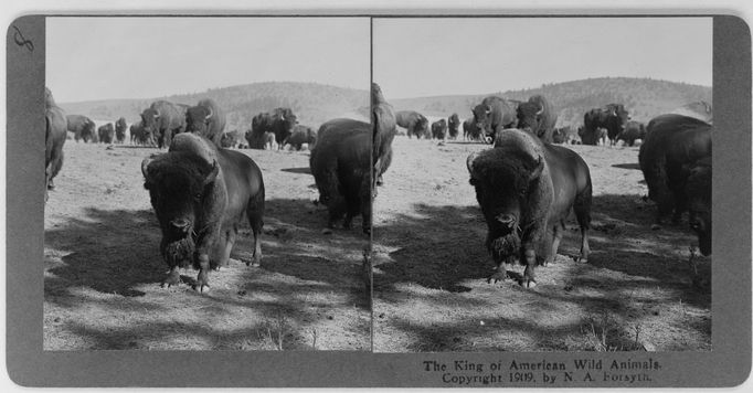 Fotografie bizonů z roku 1909. Montana, USA