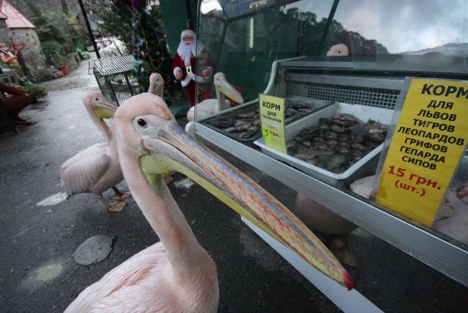 Pelikáni si volně pochodují před zraky návštěvníků po pozemku soukromé zoologické zahrady v ukrajinské Jaltě.