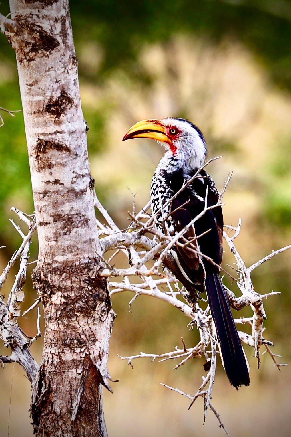 Fotky Tondy Růžka z Afriky