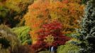 A man walks past changing autumn leaves in Sheffield Park Gardens near Haywards Heath in southern England October 17, 2012. REUTERS/Luke MacGregor (ENVIRONMENT SOCIETY) Published: Říj. 17, 2012, 3:32 odp.