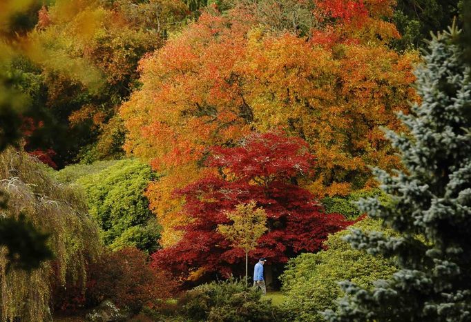 A man walks past changing autumn leaves in Sheffield Park Gardens near Haywards Heath in southern England October 17, 2012. REUTERS/Luke MacGregor (ENVIRONMENT SOCIETY) Published: Říj. 17, 2012, 3:32 odp.