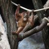 zoo praha orangutan