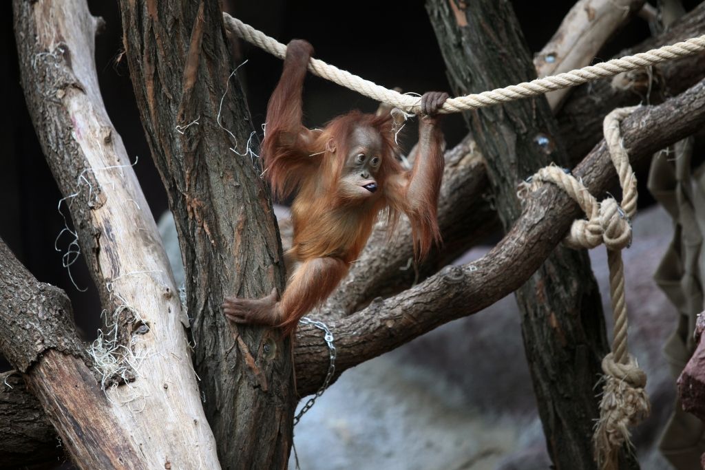 zoo praha orangutan