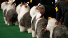 Westminster Kennel Club's Dog Show v New Yorku