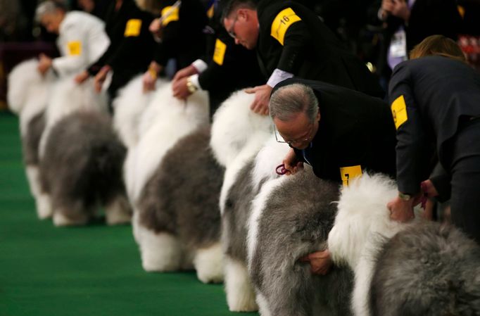 Westminster Kennel Club's Dog Show v New Yorku