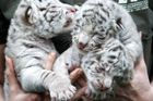 V liberecké zoo se narodila mláďata bílých tygrů. Ze čtyř přežila dvě