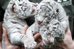 V liberecké zoo se narodila mláďata bílých tygrů. Ze čtyř přežila dvě