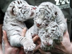 K ohroženým druhům patří i bílí tygři