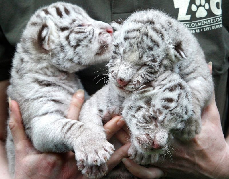 Tři nové přírustky Bílého tygra bengálského v Olmenské ZOO