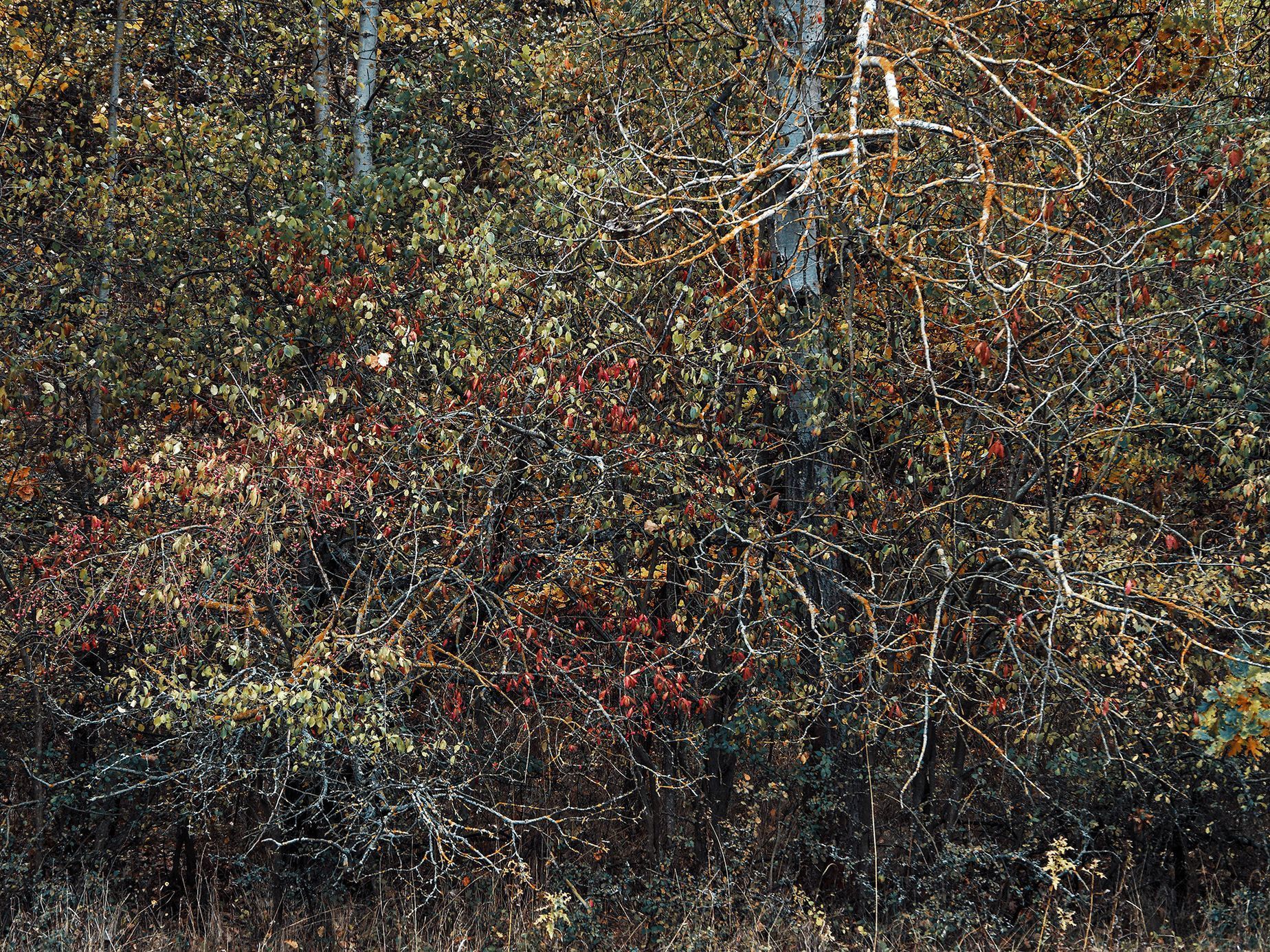Mohyly z doby bronzové u Velké Dobré na Kladensku, podzim