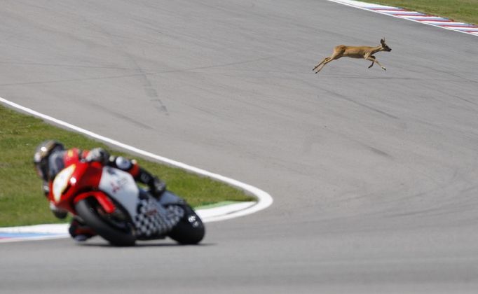 SPORT: Čestné uznání - MARTIN DIVÍŠEK, Deník: Srnka přebíhá trať závodu Grand Prix Brno, 14. 8. 2011.