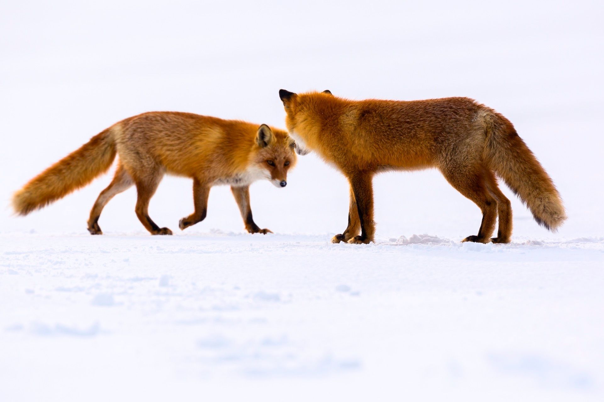 Czech Press Photo 2017: Příroda a věda (série)