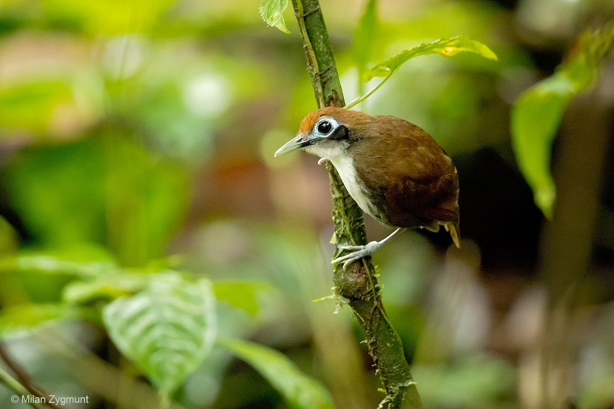 Milan Zygmunt: Kostarika