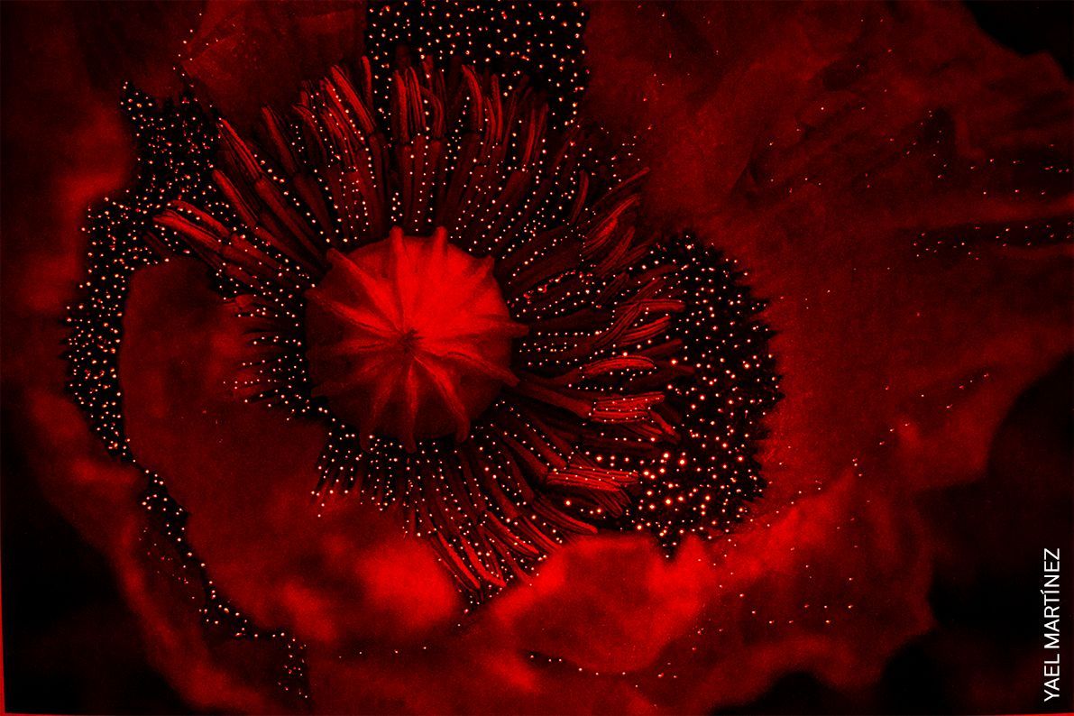 World Press Photo 2022 - regionální vítězové