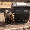 Slovensko a medvědi - zoo Bojnice a Mosty u Jablunkova
