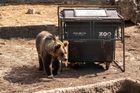 Čtveřice mladých medvědů, samice Žofie a samci Šimon, Kuba a Fejda, pravidelně dostává do venkovního výběhu odpadové nádoby různých velikosti a typů naplněné jídlem. Protože jsou přirozeně zvídaví, snaží se do nich dostat.