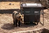 Čtveřice mladých medvědů, samice Žofie a samci Šimon, Kuba a Fejda, pravidelně dostává do venkovního výběhu odpadové nádoby různých velikosti a typů naplněné jídlem. Protože jsou přirozeně zvídaví, snaží se do nich dostat.