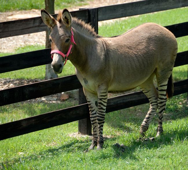 Kříženec zebroid