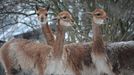 Zvířata v zimní Zoo Liberec.