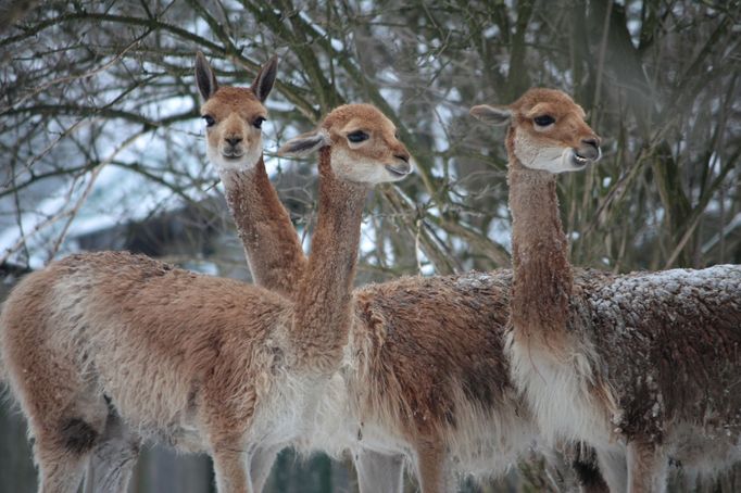 Zvířata v zimní Zoo Liberec.