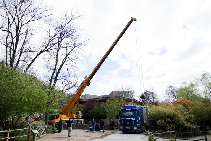 I Mekonga čekal složitý přesun: jeřáb nejprve vyložil ze speciálního kamionu přepravní kontejner, když do něj pečovatelé umístili slona, jeřáb kontejner naložil zpět na kamion a ten ho převezl k novému sloninci.