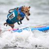 USA, Kalifornie, pes, surfing, mistrovství